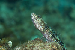 BD-151223-Dauin-9346-Synodus-variegatus-(Lacepède.-1803)-[Variegated-lizardfish].jpg